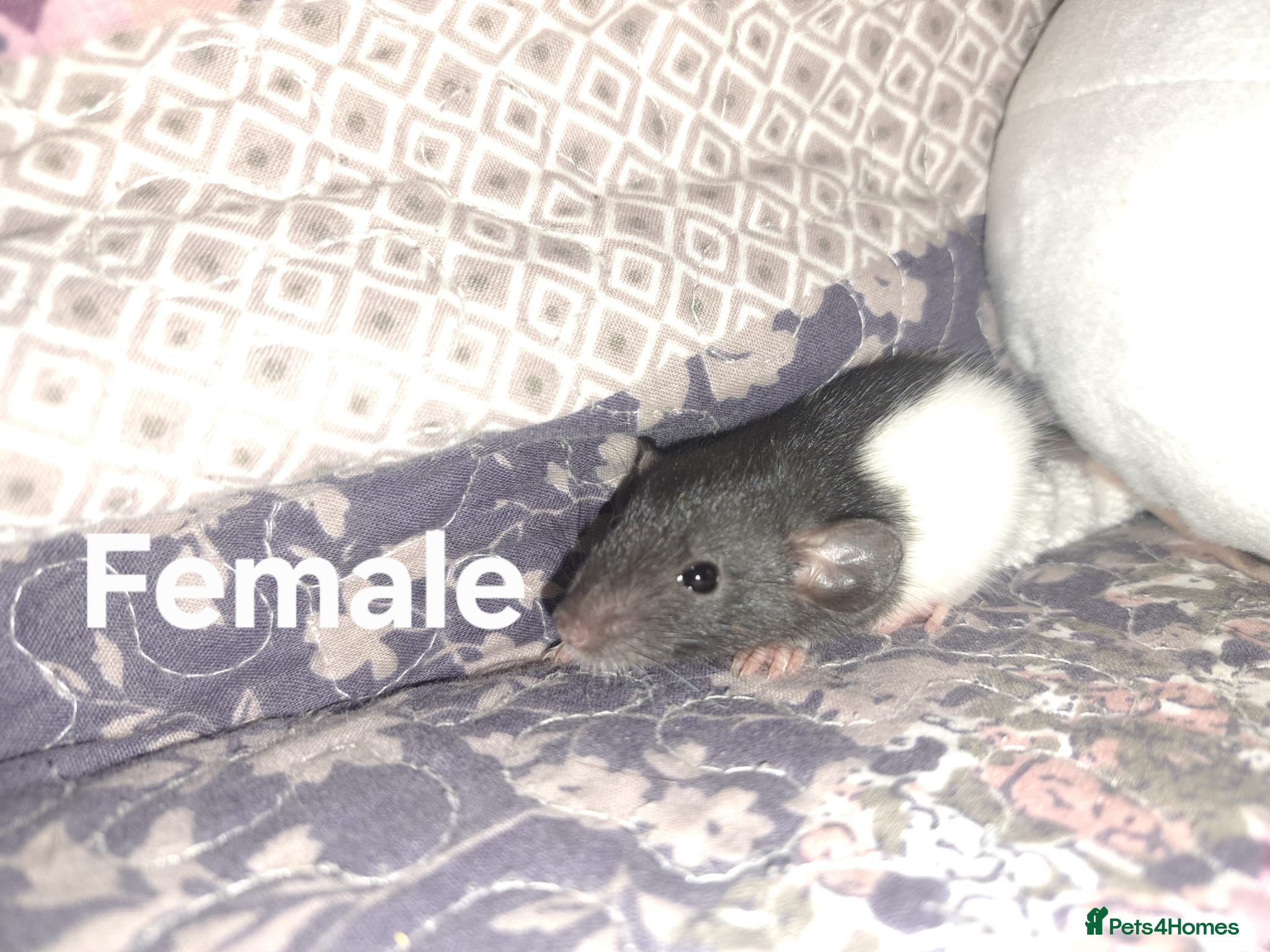 Rat rodents Fancy Rats  - Advert 8