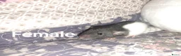Rat rodents for sale: Fancy Rats  in Brandon - Advert 13