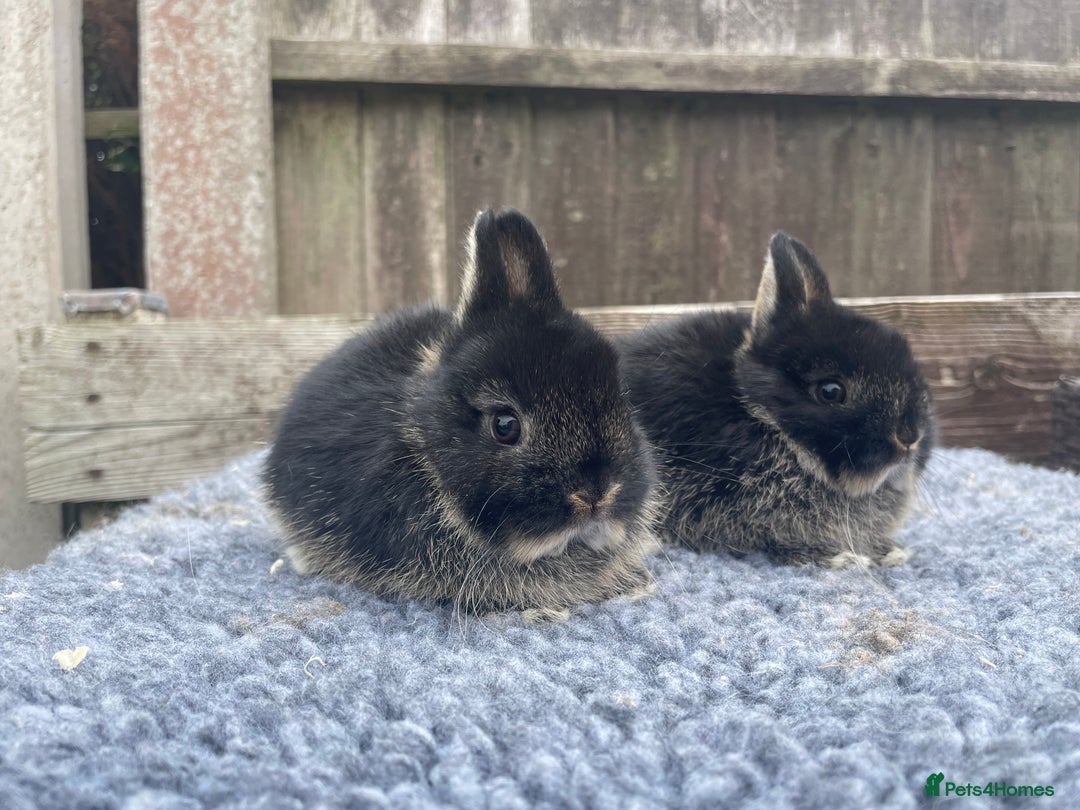 Netherland Dwarf rabbits for sale: Netherland Dwarf Babies & Adults available in Stoke-on-Trent - Image 7