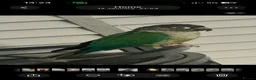 Conures birds for sale: Ricco Green cheeked Conure in Cardiff - Advert 1