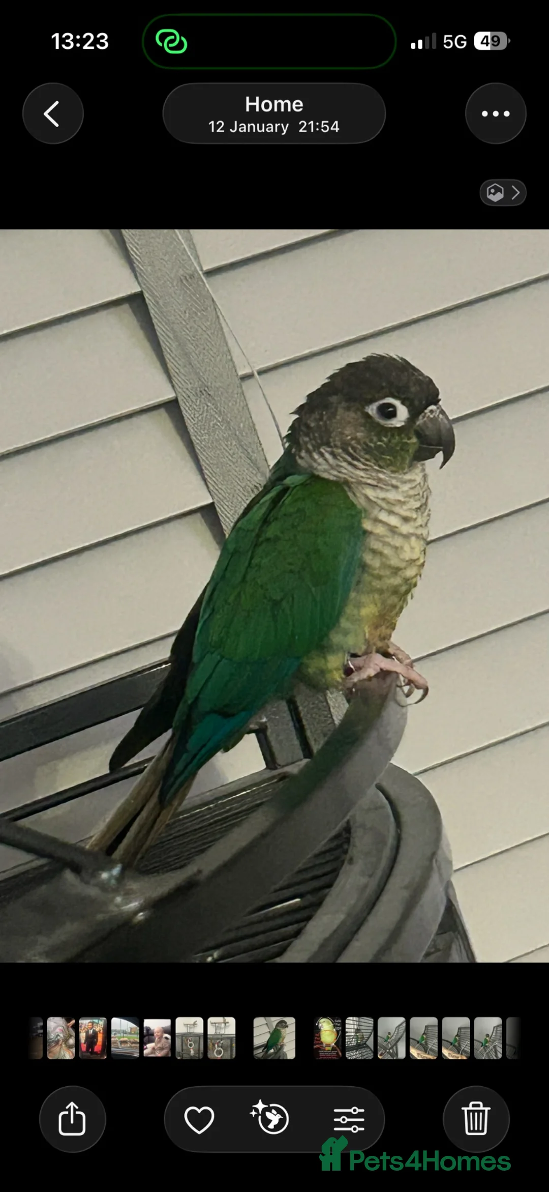 Conures birds for sale: Ricco Green cheeked Conure in Cardiff - Advert 1