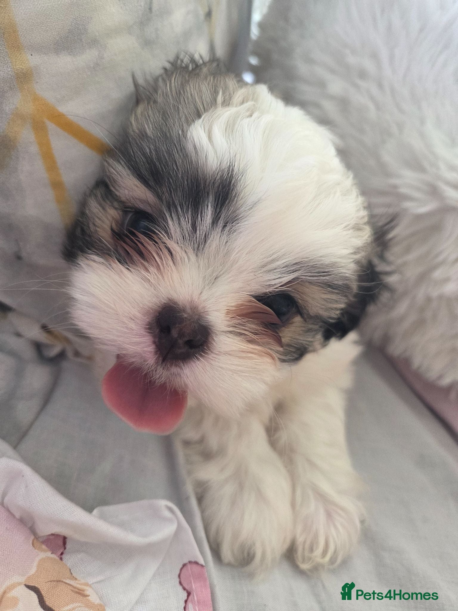 Shih Tzu dogs Little puppies are looking for lovely home - Advert 8