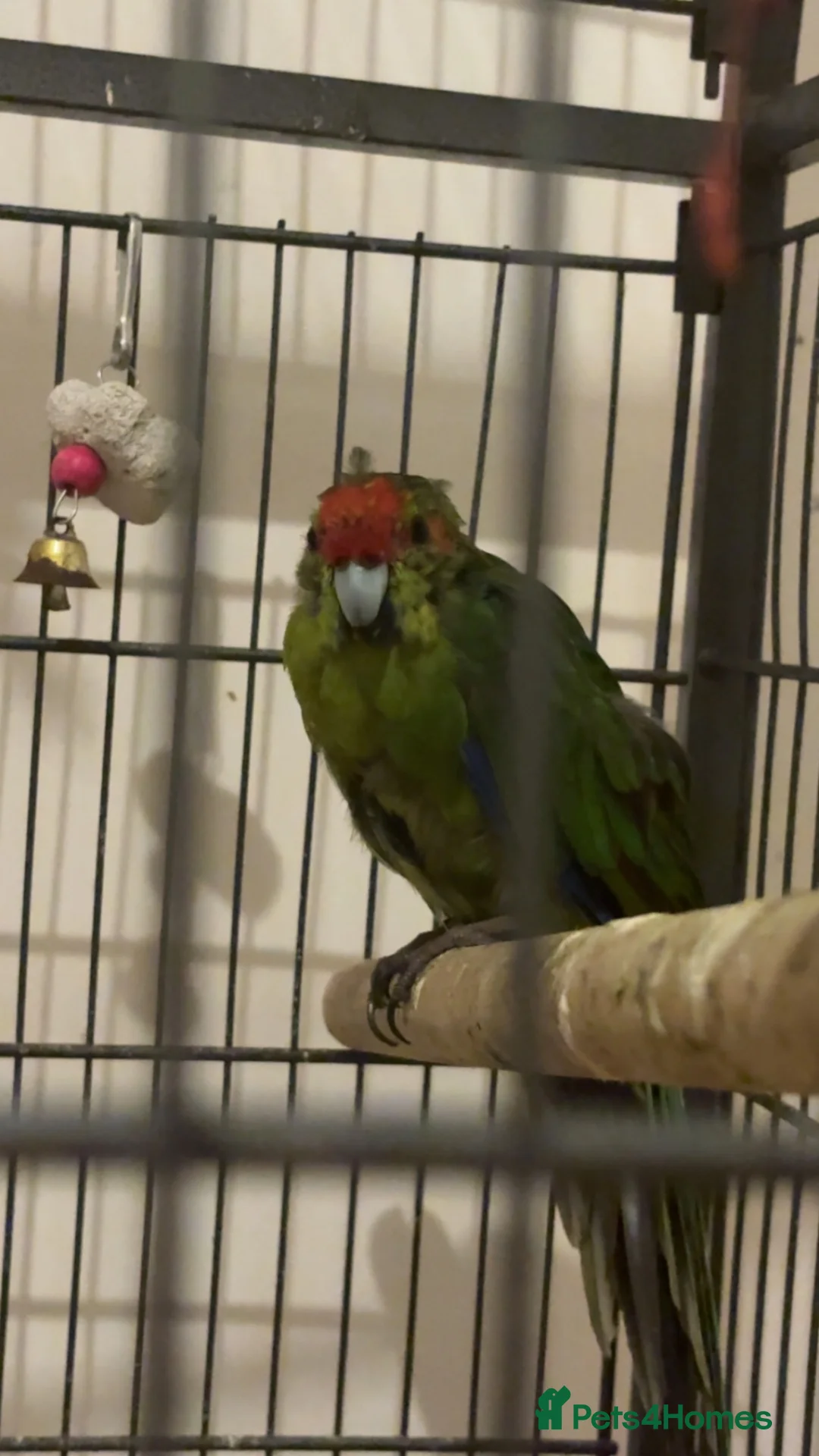 Parakeets birds for sale: Kakarikis - Advert 2