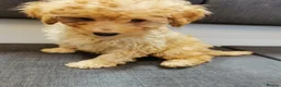 Toy Poodle dogs for sale:  READY TO LEAVE fully vaccinated kc regstrd GIRL - Advert 7