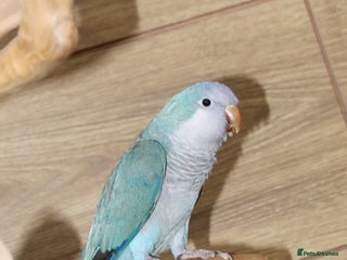 Parrots birds Talking Parrot and bird Available - Advert 2