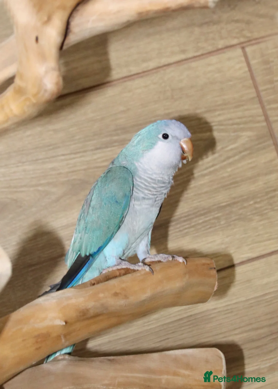 Parrots birds for sale: Talking Parrot and bird Available - Advert 1