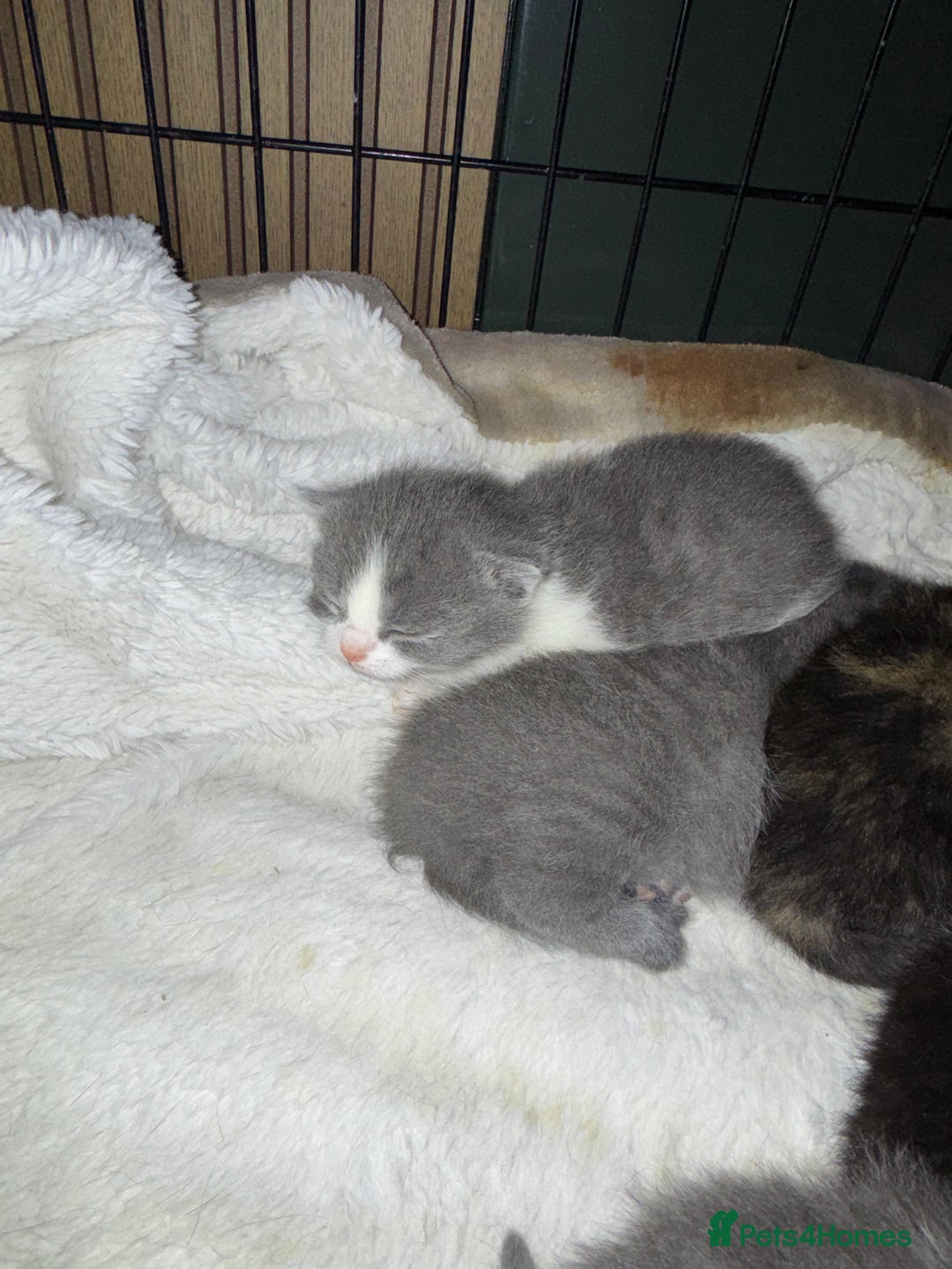 British Shorthair cats for sale: 6 beautiful British shorthair cross kittens  - Advert 3