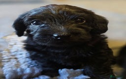 Doxiepoo dogs for sale: Stunning F1 Doxiepoos  - Image 9