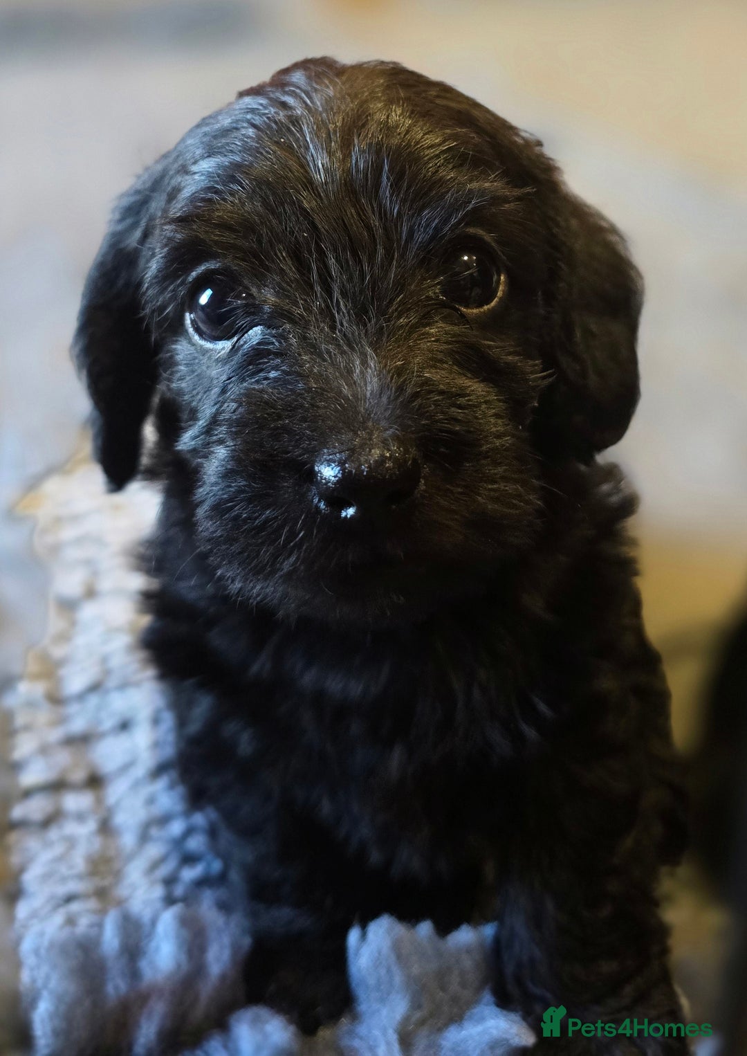 Doxiepoo dogs for sale: Stunning F1 Doxiepoos  - Image 9