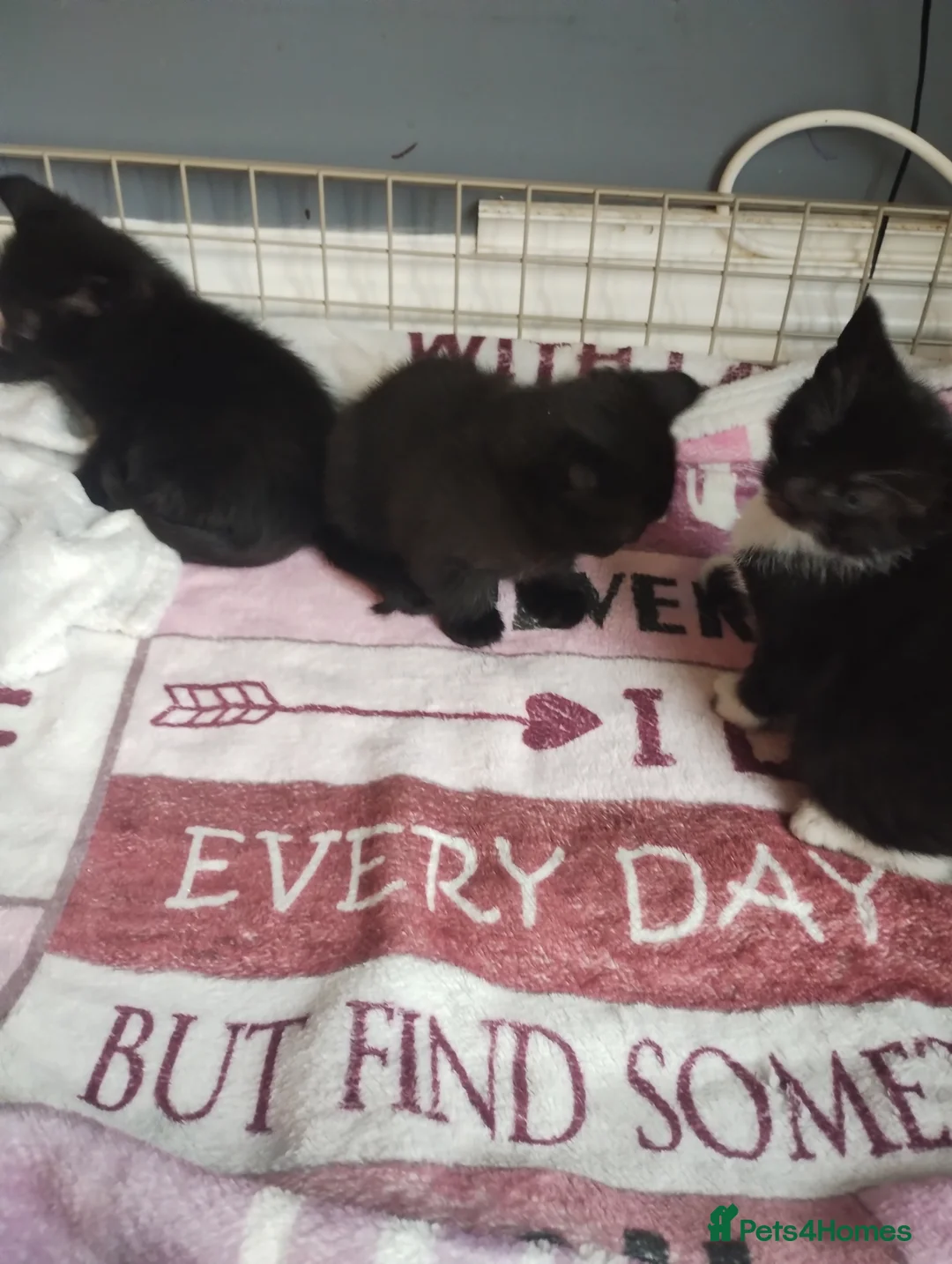 Mixed Breed cats for sale: Beautiful kittens - Advert 8