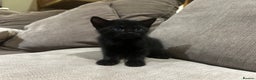 Mixed Breed cats for sale: Kittens looking for forever homes - Advert 3