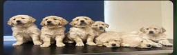 Golden Retriever dogs for sale: Amazingly beautiful golden pups  - Advert 13