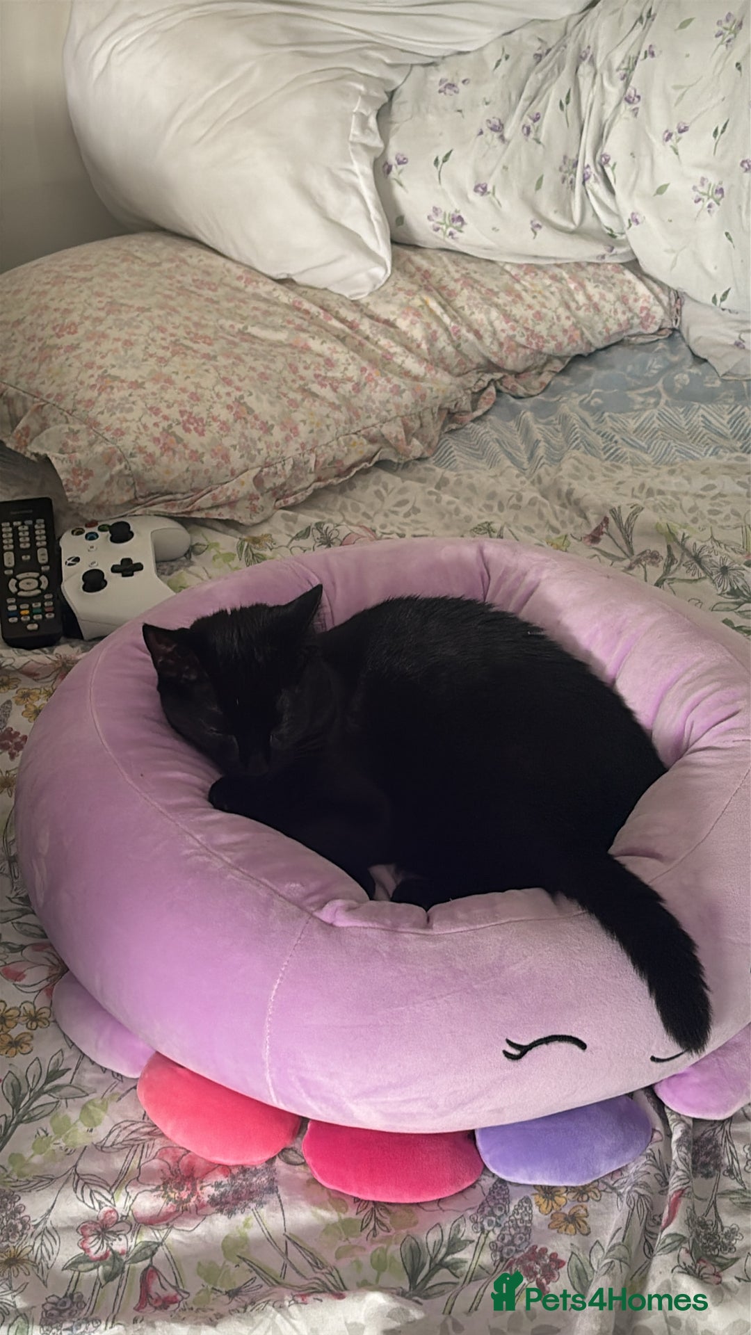 Domestic Shorthair cats for sale: Cat for rehoming  - Image 5