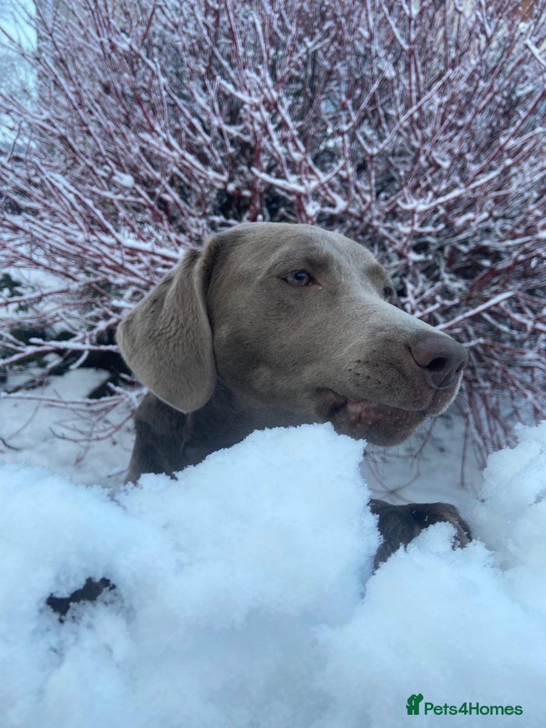 Labrador Retriever dogs for sale: Silver Labrador pups  - Advert 11