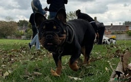 French Bulldog dogs for stud: Big rope pink carrier French bulldog  - Image 7