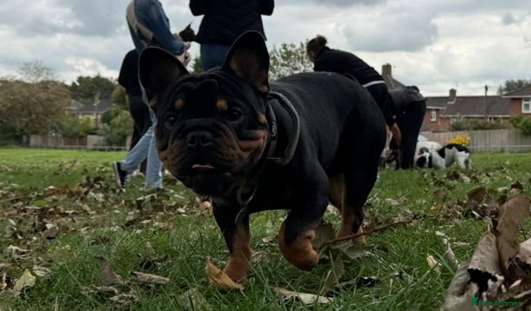 French Bulldog dogs for stud: Big rope pink carrier French bulldog  - Image 7