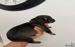 Mixed Breed dogs for sale: Weimaraner / German Shepherd puppies - Advert 10