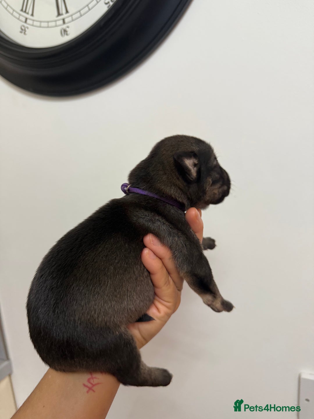 Mixed Breed dogs for sale: Weimaraner / German Shepherd puppies - Advert 10