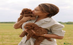 Toy Poodle dogs for sale: 🐩💖 Charming Toy Poodle Puppies for Sale 🐾✨ - Image 4