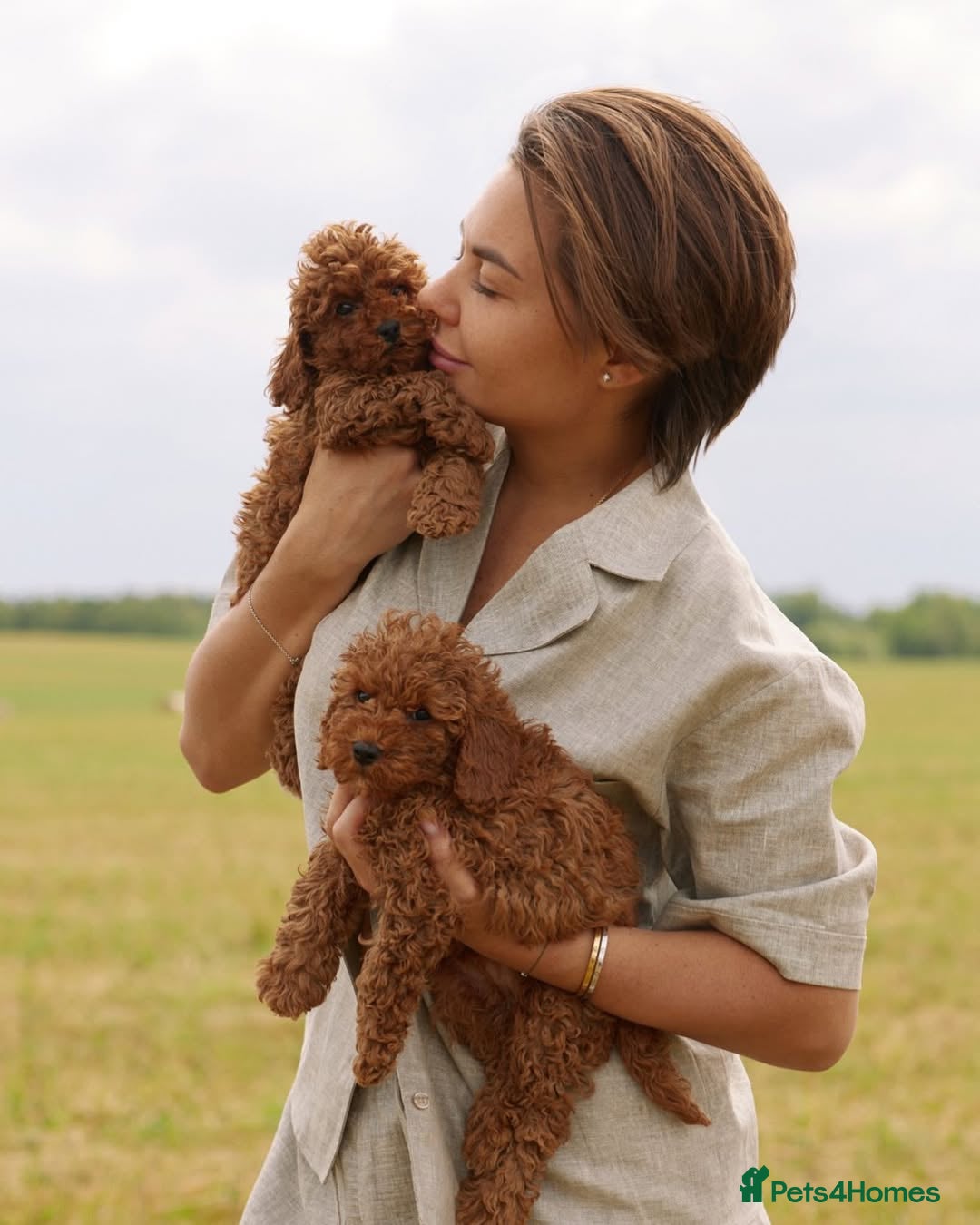 Toy Poodle dogs for sale: 🐩💖 Charming Toy Poodle Puppies for Sale 🐾✨ - Image 4