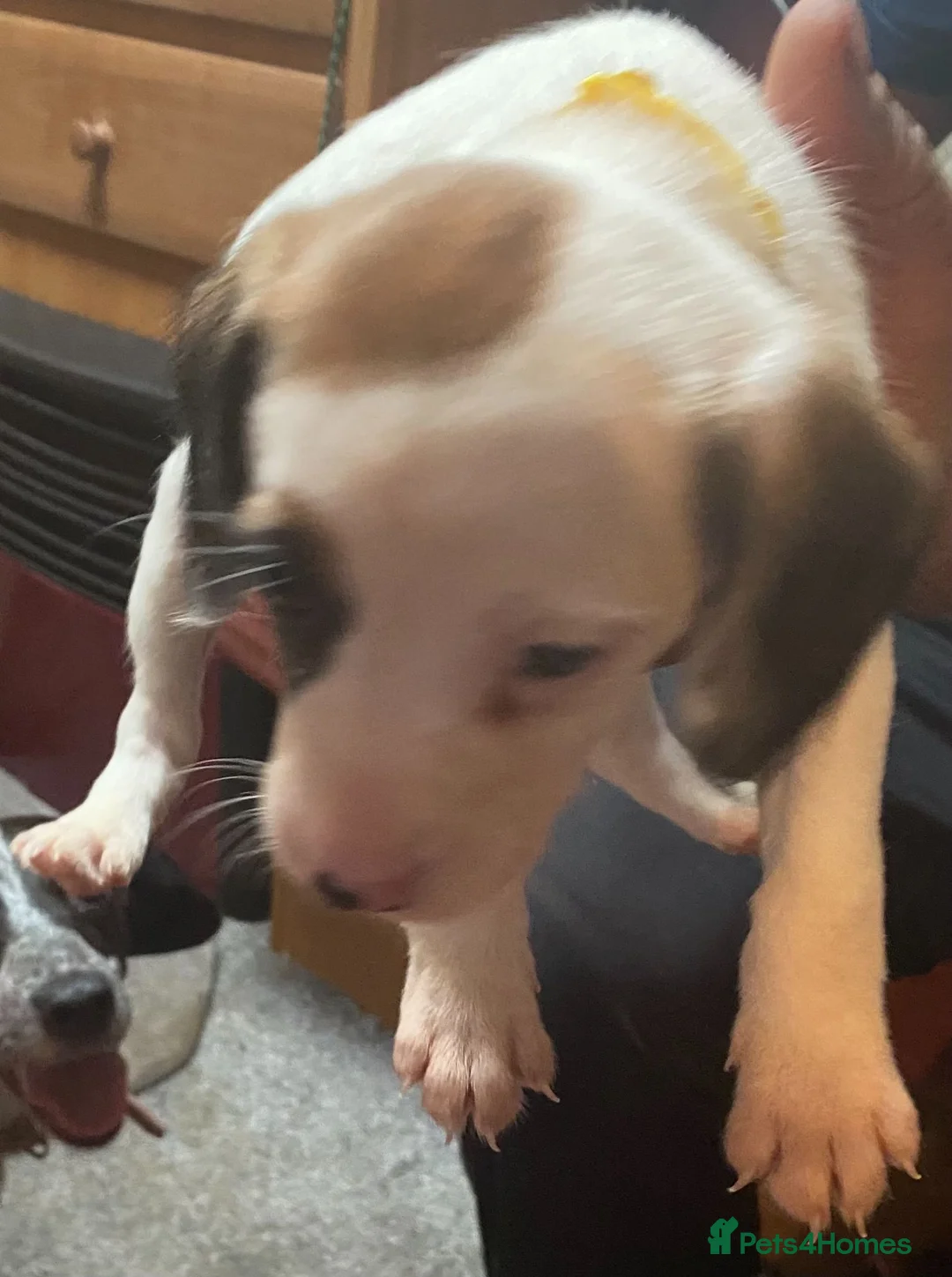 Mixed Breed dogs for sale: Springer spaniel x Paterdale  - Advert 2