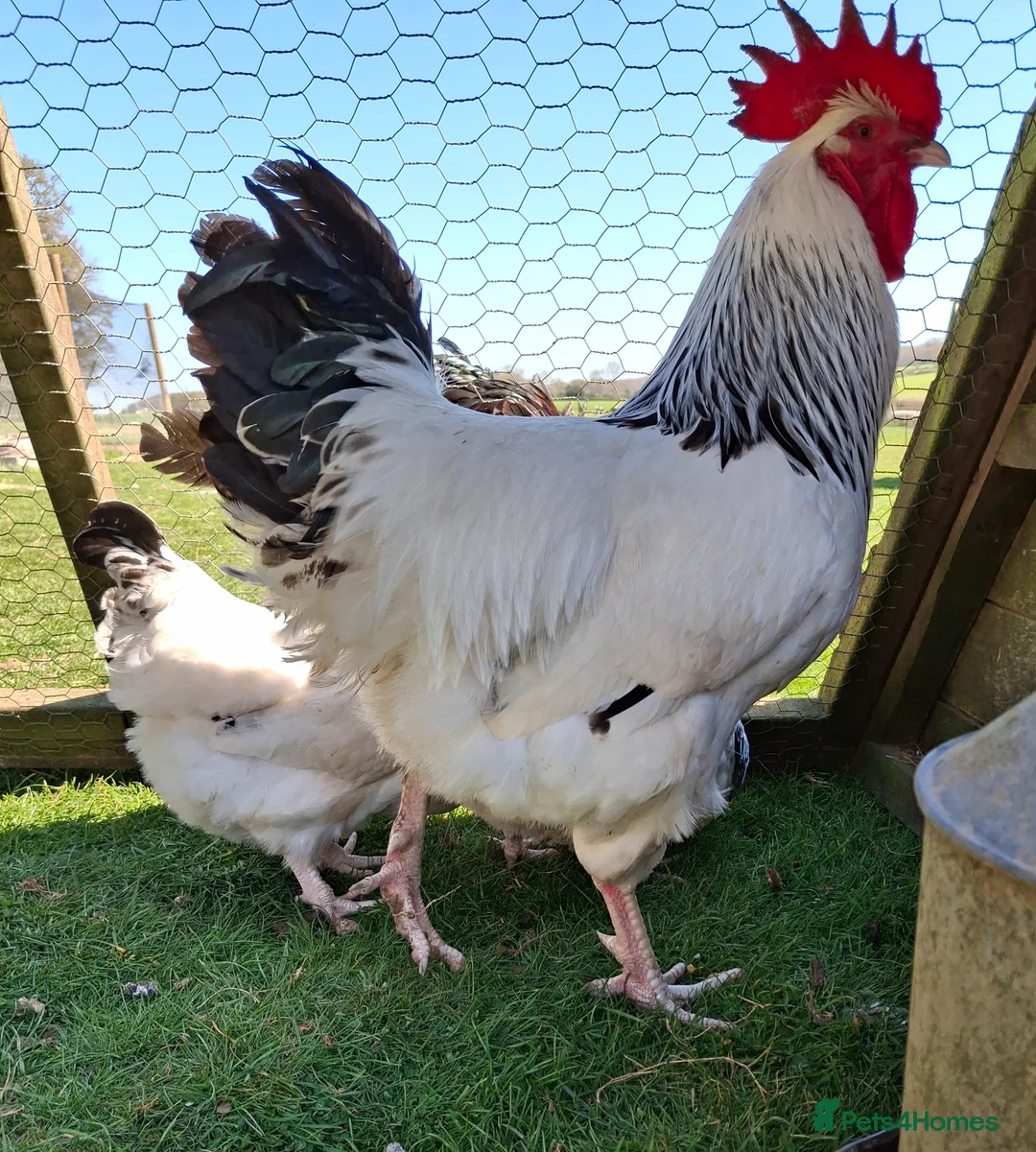Chickens poultry for sale: X6 Light Sussex hatching eggs  in Whitchurch - Advert 2