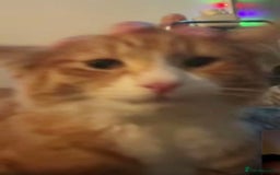 Mixed Breed cats for sale: RARE FEMALE KITTEN *AVAILABLE* - Image 8