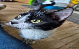 Mixed Breed cats for sale: Female Cat - Image 2