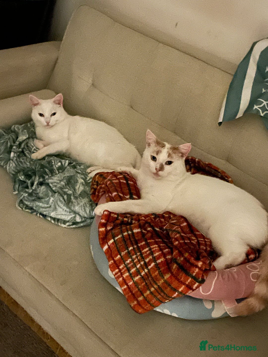Turkish Van cats for sale: Turkish van cats - Image 3
