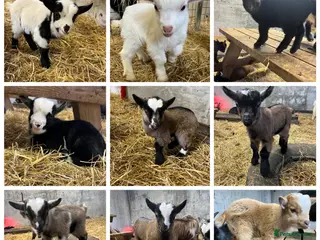 Goats livestock Gorgeous Pygmy Goats - Ready from mid /end April - Advert 17