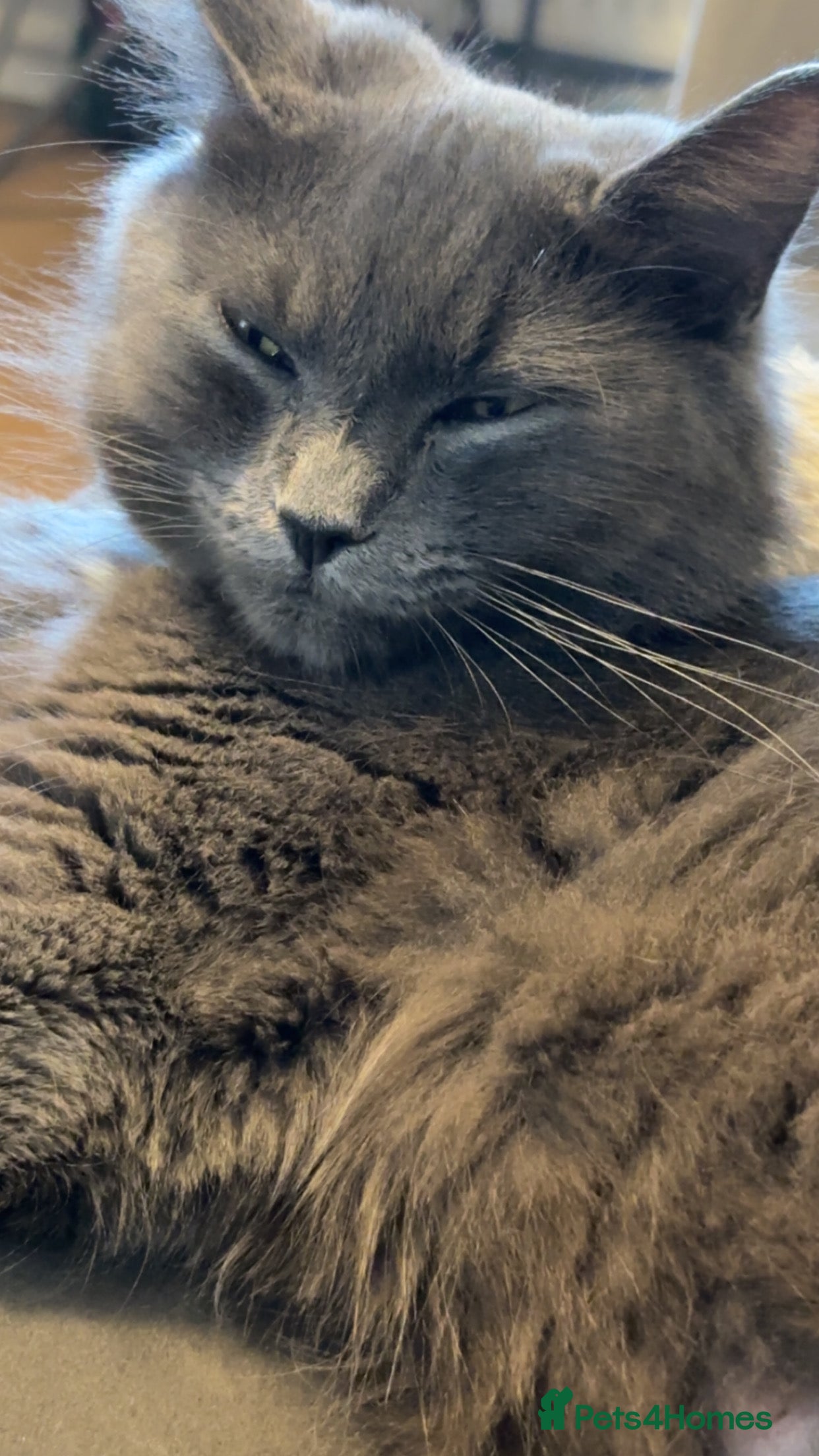 Mixed Breed cats beautiful babies 🩷💙 - Advert 1