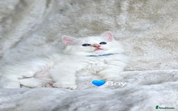 Ragdoll cats for sale: Pure Ragdoll Kittens - Image 3