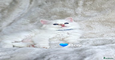 Ragdoll cats - Advert 6