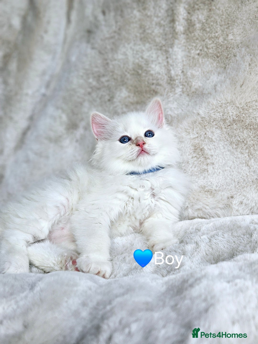 Ragdoll cats for sale: Pure Ragdoll Kittens - Image 3