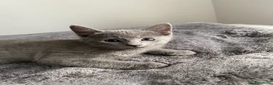 Russian Blue Kitten 2