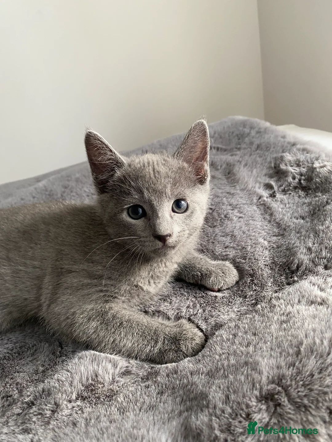 Russian Blue cats for sale: Russian blue kittens - Advert 4
