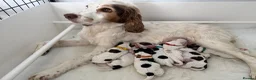 Cocker Spaniel dogs for sale: 8 Beautiful Working Cocker Spaniel Puppies  - Advert 28
