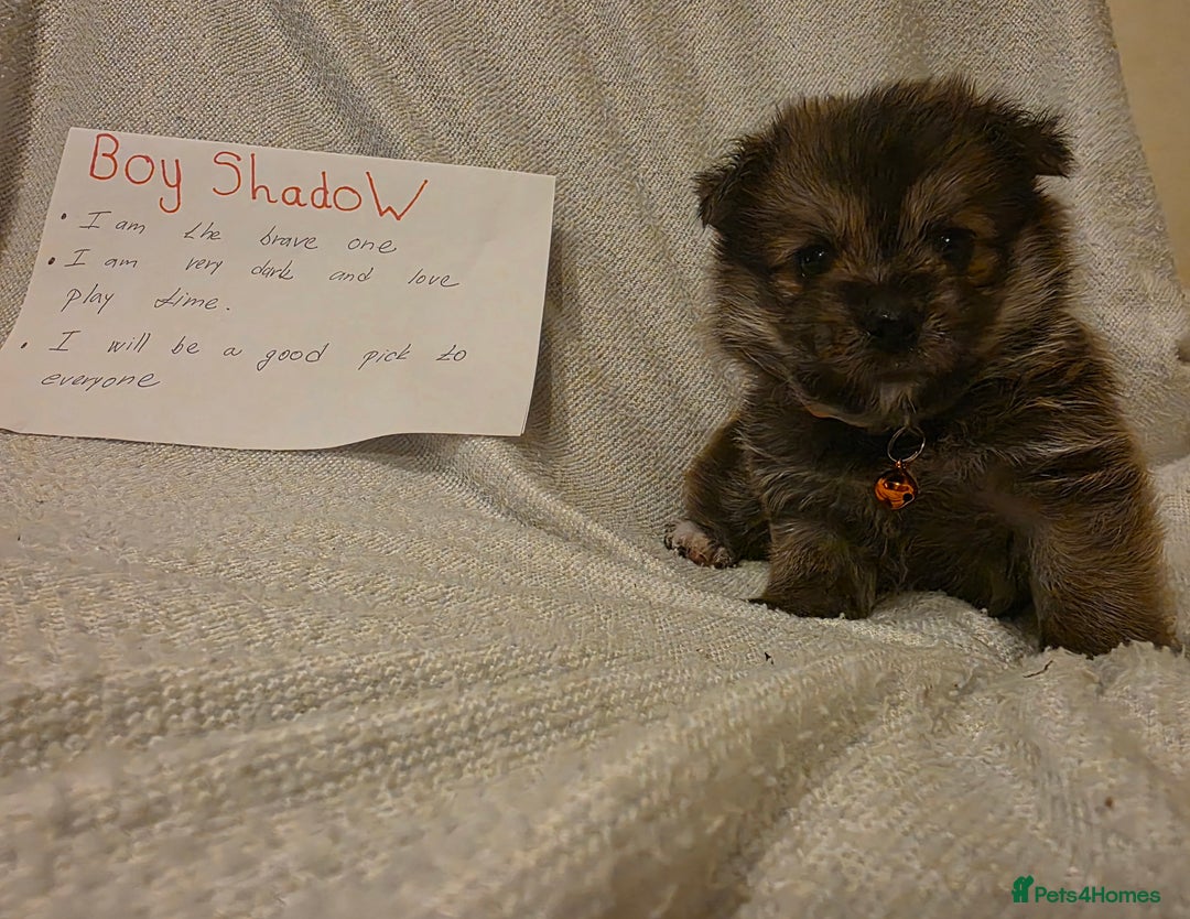 Mixed Breed dogs for sale: Yorkie-pom puppies  - Image 10