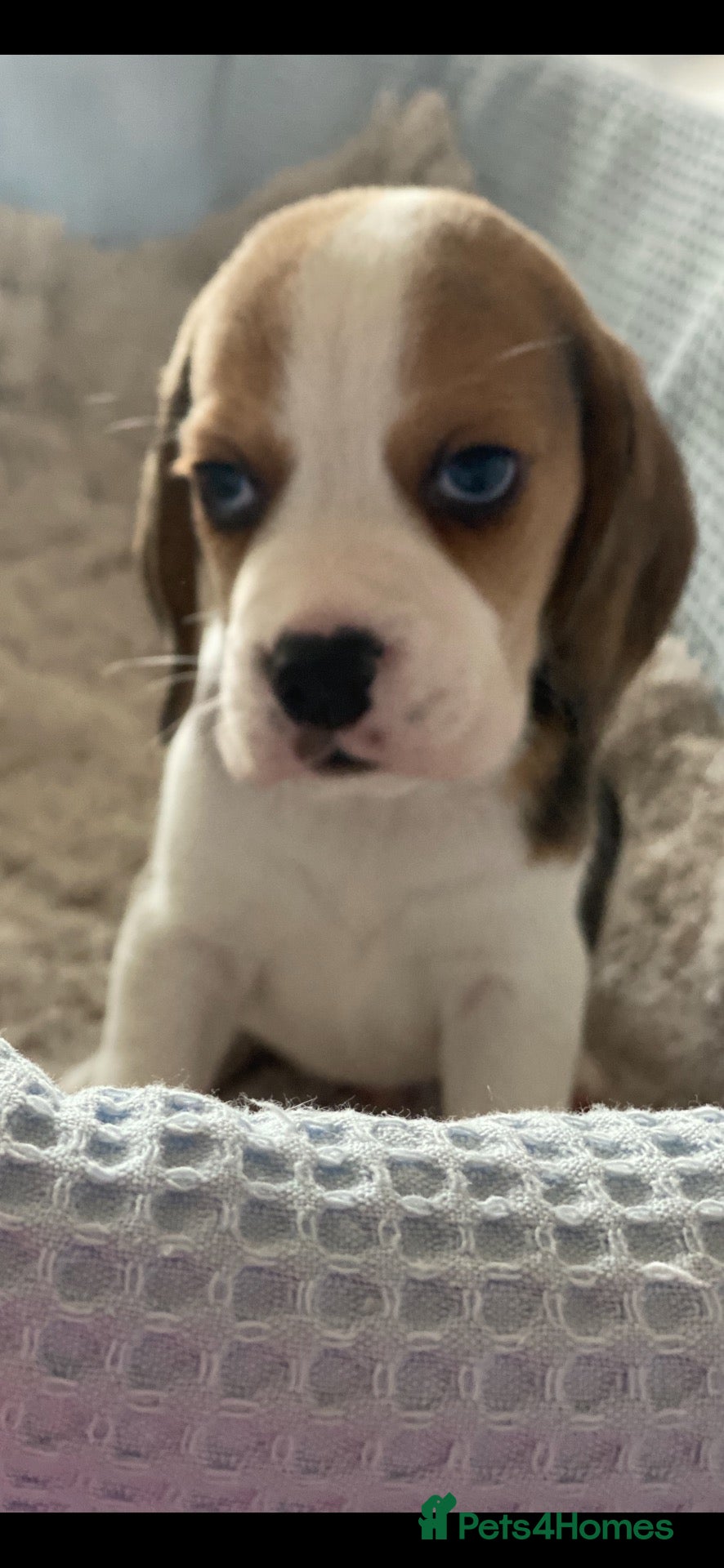 Beagle dogs KC Reg Pure Pedigree champ Beagle  - Advert 1