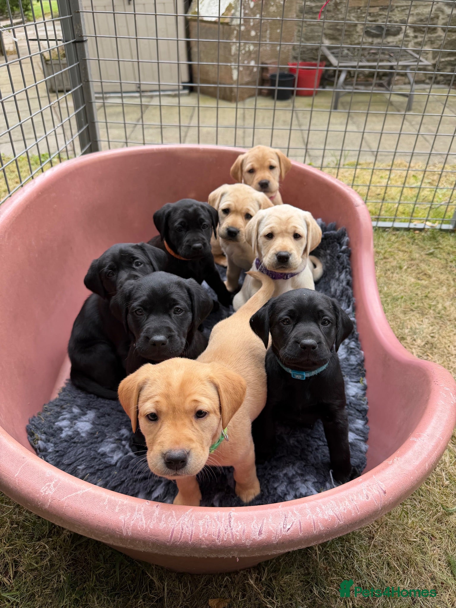 Labrador Retriever dogs 2 Yellow Labrador Pups - Advert 10