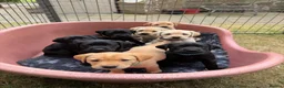 Labrador Retriever dogs for sale: 2 Yellow Labrador Pups in Huntly - Advert 1