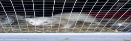 Ferret rodents for sale: Baby male ferret - Advert 2