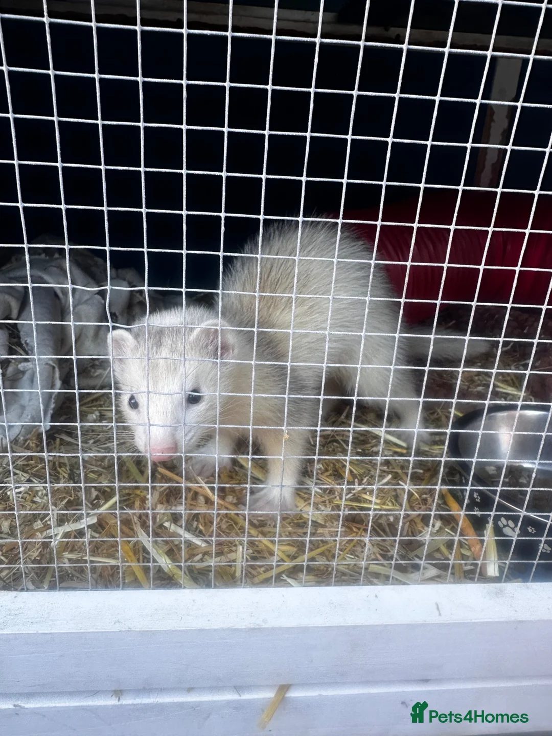 Ferret rodents for sale: Baby male ferret - Advert 2