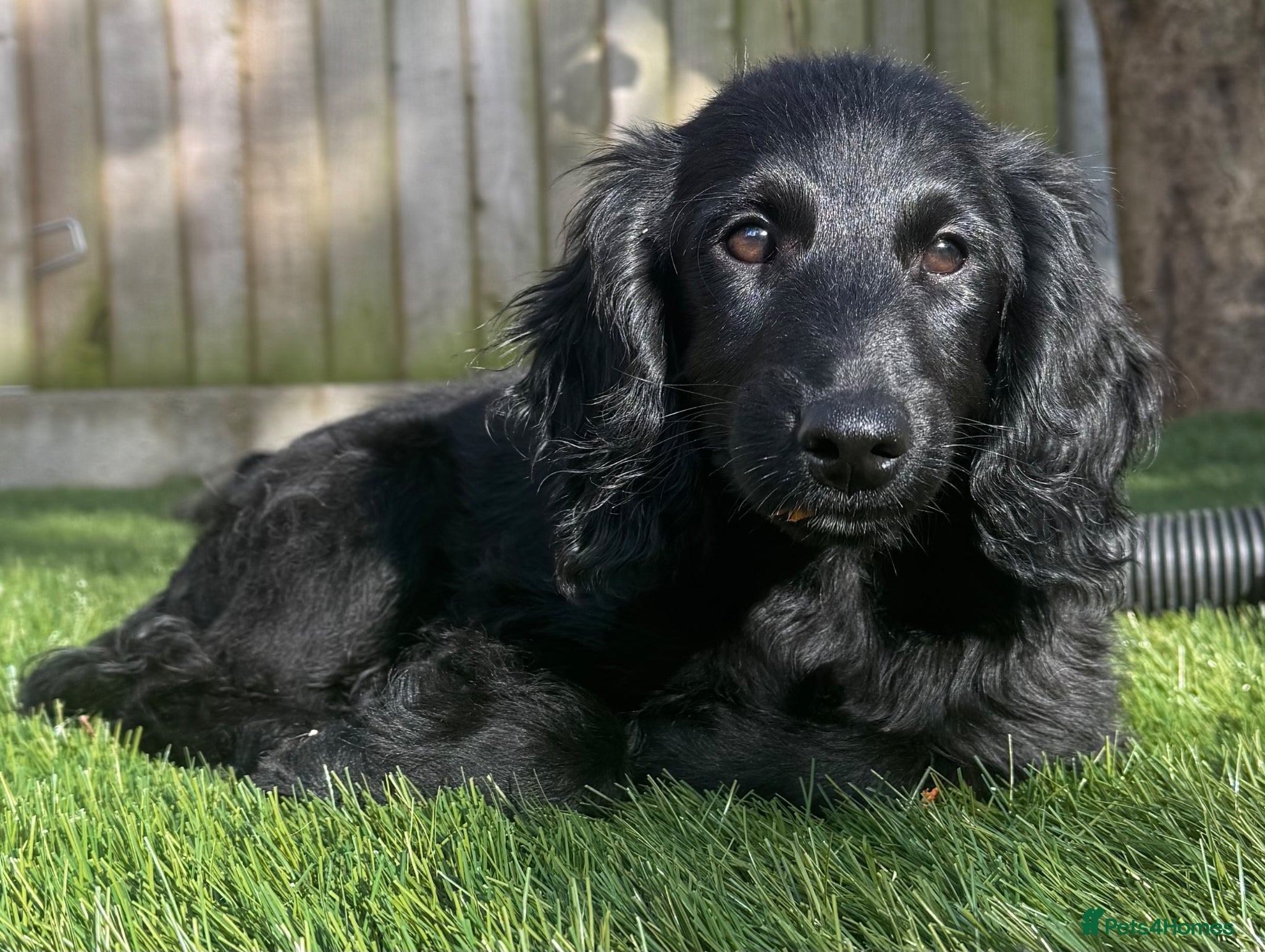 Cocker Spaniel dogs Cocker Spaniel (cockapoo) from genetically tested - Advert 6