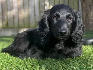 Cocker Spaniel dogs Cocker Spaniel (cockapoo) from genetically tested - Advert 6