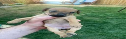 Mixed Breed dogs for sale: Patterdale x Plummer terrier pups - Advert 5