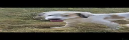 Central Asian Shepherd dogs for sale: Rehome my Central Asian Shepherd  in Lytham Saint Annes - Advert 2