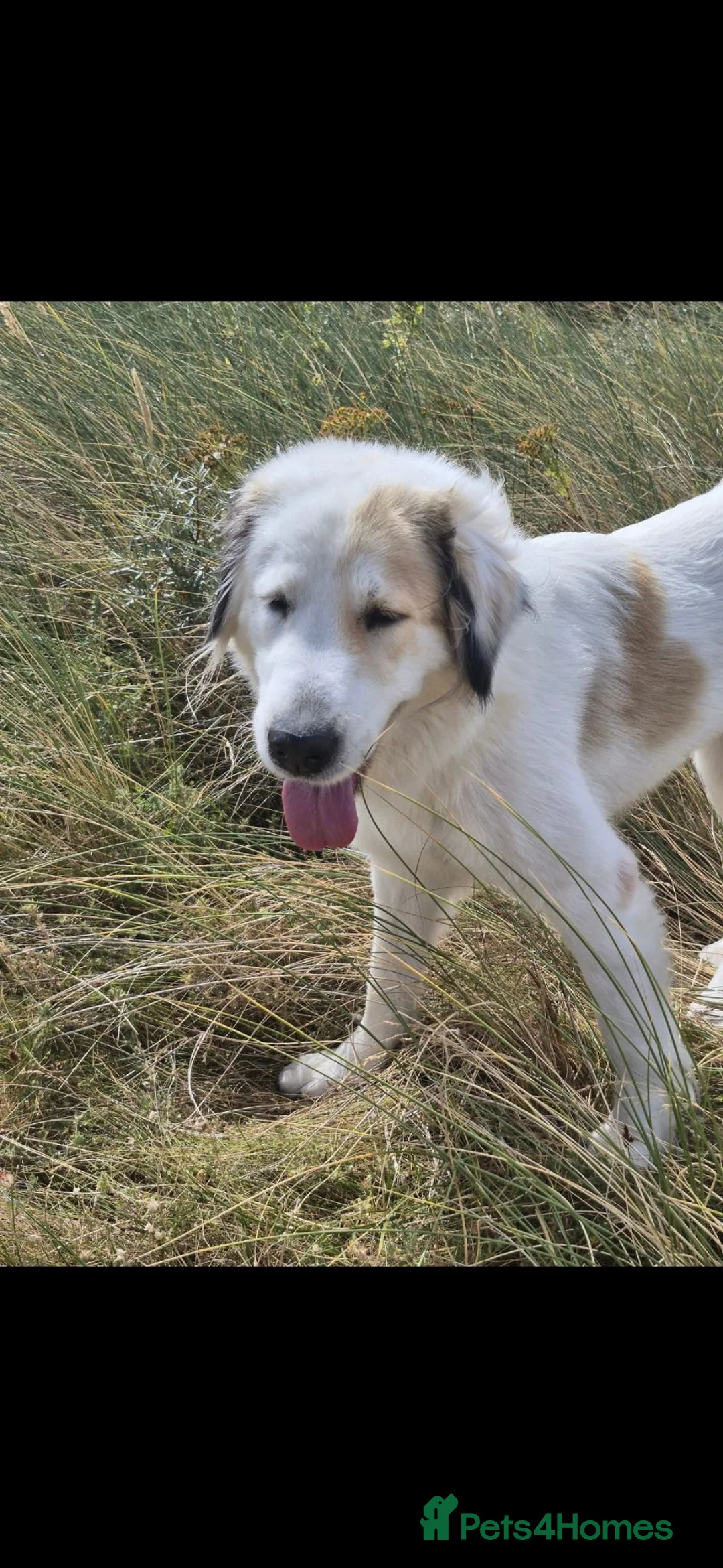 Central Asian Shepherd dogs for sale: Rehome my Central Asian Shepherd  in Lytham Saint Annes - Advert 2