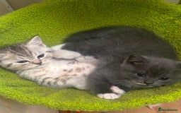 British Shorthair cats for sale: British Shorthair Kittens  - Image 1