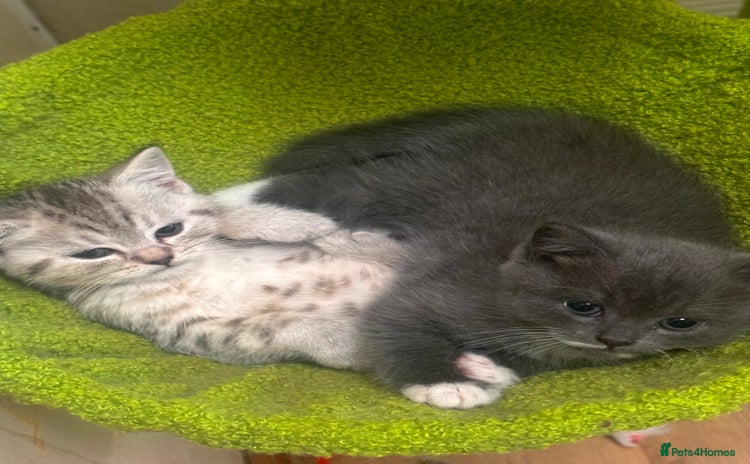 British Shorthair cats - Advert 5